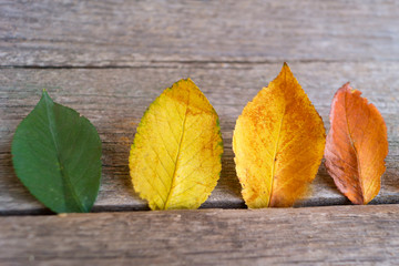 Four colorful autumn leaves  on the wooden background.