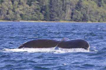 Fototapeta premium Whale's Tail