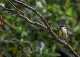 Great tit bird on a branch