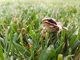 Żaba na trawniku