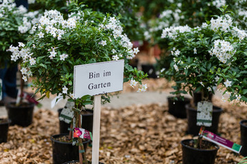 Pflanzen und Schrift Bin im Garten