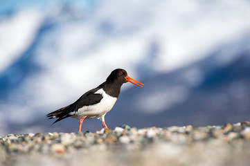 Oystercatcher against the background of snow mountains  