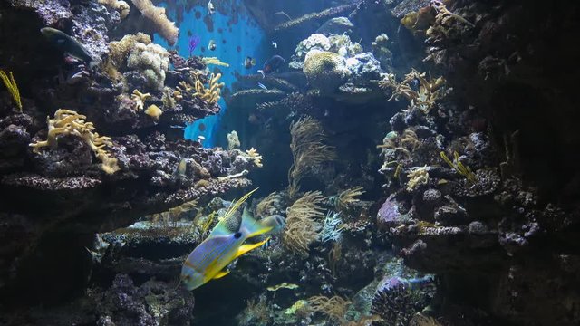 Beautiful fish aquarium, deep underwater world view, different water animal species swimming, sea scene view with natural light rays, shining through the water, perfect background texture