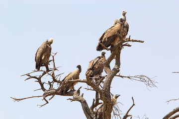 White backed vulture (Gyps africanus)