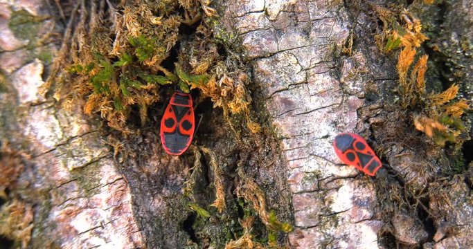 Pair of insects `Pyrrhocoris apterus` move on the bark of the tree looking for a den