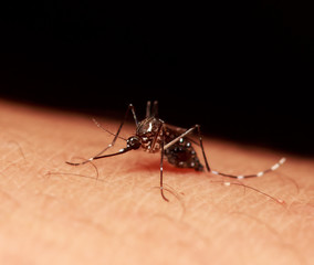 black culex mosquito