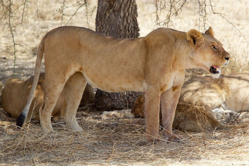 African lioness (Panthera leo)