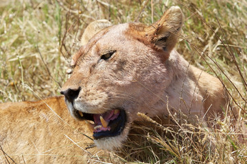 African lioness (Panthera leo)