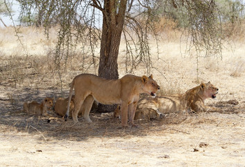 African lion (Panthera leo)