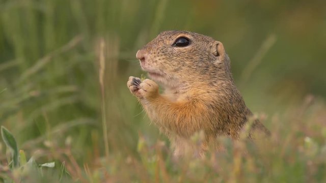 European ground squirrel - ungraded footage