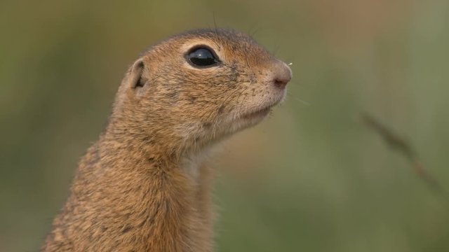 European ground squirrel (Spermophilus citellus) - ungraded footage