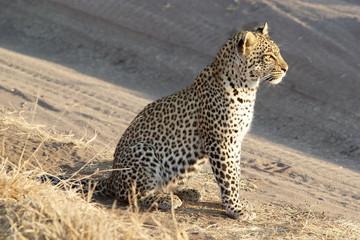 Leopard (Panthera pardus)