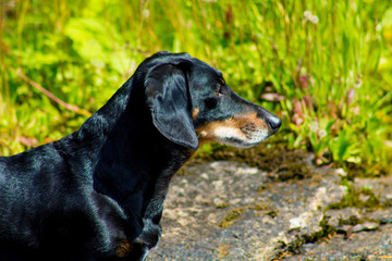 A black dachshund with an intense look