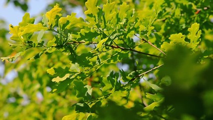 Background of oak branches, birds singing and sounds of nature