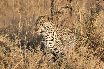 Leopard (Panthera pardus)