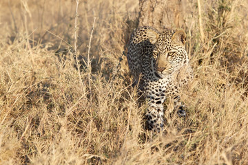 Naklejka premium Leopard (Panthera pardus)