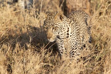 Leopard (Panthera pardus)