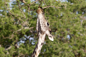 Giraffe (Giraffa camelopardalis)