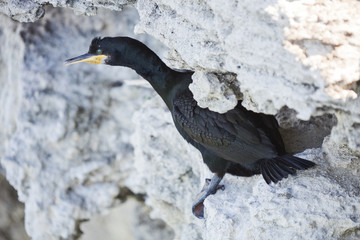 Black cormorant bird on a rock