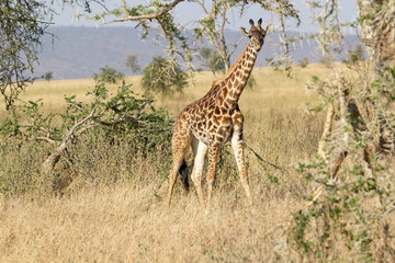 Giraffe (Giraffa camelopardalis)