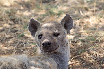 Fototapeta premium Spotted Hyena (Crocuta crocuta)