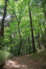 Fototapeta na wymiar 成田山公園の森