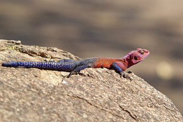 Red headed agama (Agama agama)