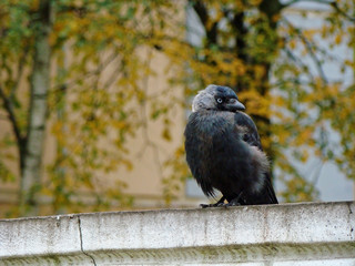 The bird is a jackdaw, autumn landscape