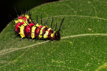 Image of a caterpillar bug on green leaves. Insect Animal
