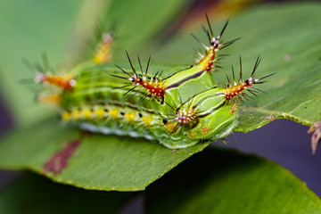Image of a wattle cup caterpillar on nature background. Insect Animal