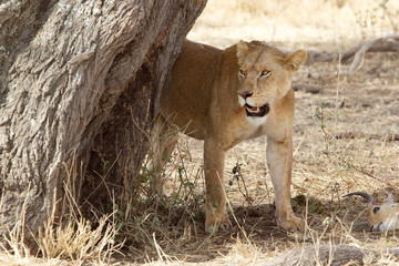 African lioness (Panthera leo)