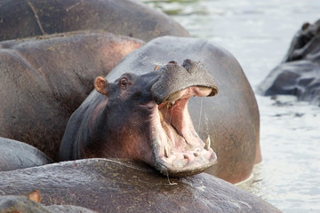 Hippo (Hippopotamus amphibius)