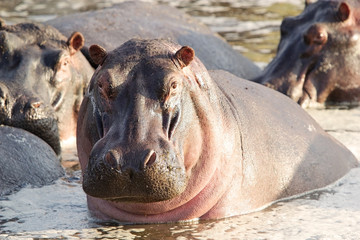 Hippo (Hippopotamus amphibius)