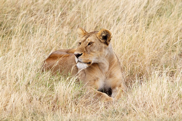 African lioness (Panthera leo)
