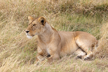 Fototapeta na wymiar African lioness (Panthera leo)