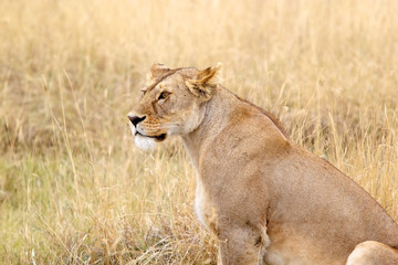 African lioness (Panthera leo)