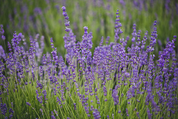 Naklejka premium Lavender lilac flowers floral background