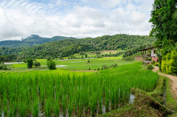 Rice Field Farm on The Background.