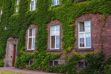 Fototapeta na wymiar Old brick house with front wall covered by green ivy on sunny summer day