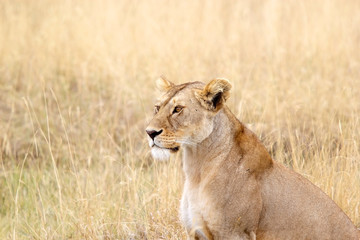 African lioness (Panthera leo)