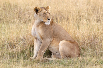 African lioness (Panthera leo)