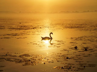 Silhouette eines Schwans während Sonnenaufgang 