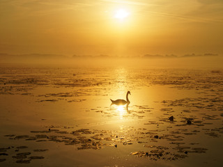 Silhouette eines Schwans während Sonnenaufgang 