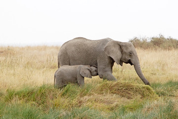 Fototapeta na wymiar African elephant (Loxodonta africana)