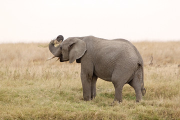 Naklejka na ściany i meble African elephant (Loxodonta africana)