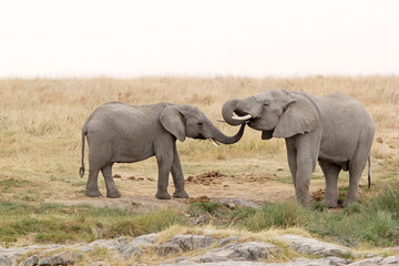 Fototapeta premium African elephant (Loxodonta africana)
