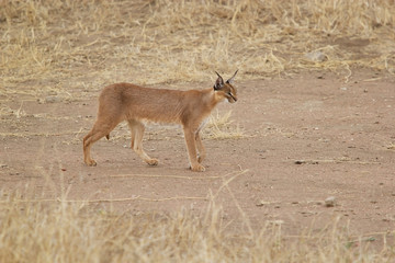 Caracal (Felis caracal)