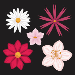 black background with colorful different types of flowers vector illustration