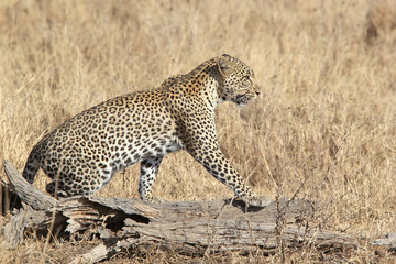 Leopard (Panthera leo)