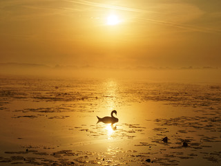 Silhouette of swan during sunrise 